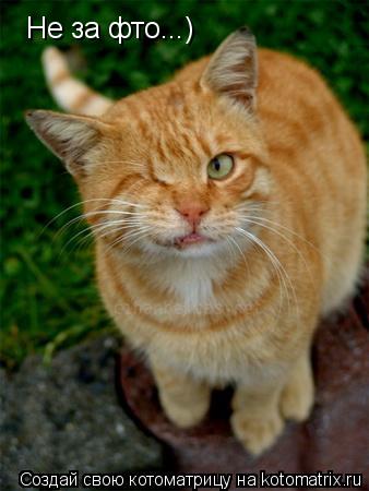 Котоматрица: Не за фто...)