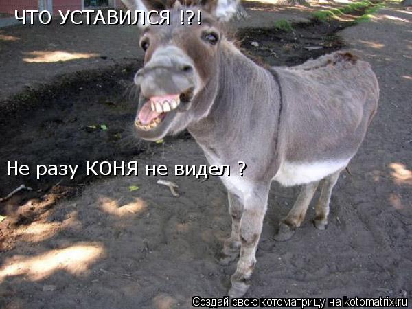 Котоматрица: ЧТО УСТАВИЛСЯ !?! Не разу КОНЯ не видел ?