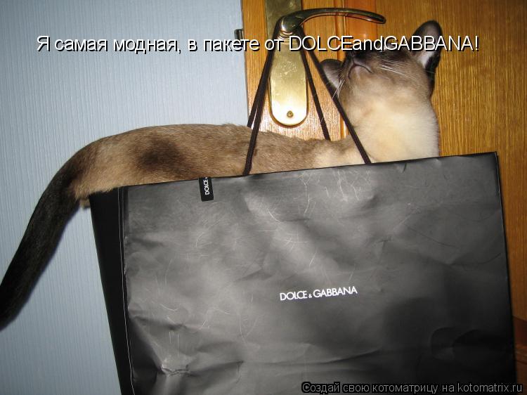 Я самая модная, в пакете от DOLCEandGABBANA!... Котоматрица: Я самая модная, в пакете от DOLCEandGABBANA!