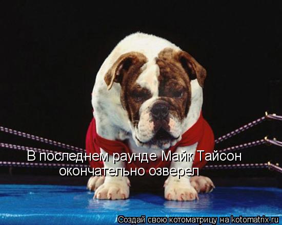 В последнем раунде Майк Тайсон окончательно озверел... Котоматрица: В последнем раунде Майк Тайсон окончательно озверел