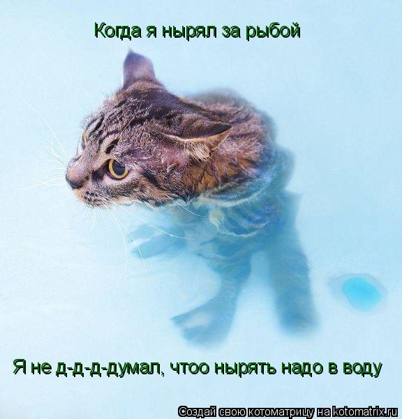 Когда я нырял за рыбой Я не д-д-д-думал, чтоо нырять надо в воду... Котоматрица: Когда я нырял за рыбой Я не д-д-д-думал, чтоо нырять надо в воду