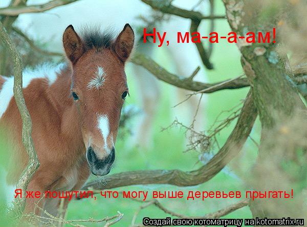 Ну, ма-а-а-ам! Я же пошутил, что могу выше деревьев прыгать!... Котоматрица: Ну, ма-а-а-ам! Я же пошутил, что могу выше деревьев прыгать!
