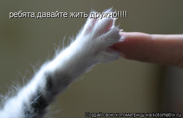 ребята,давайте жить дружно!!!!... Котоматрица: ребята,давайте жить дружно!!!!