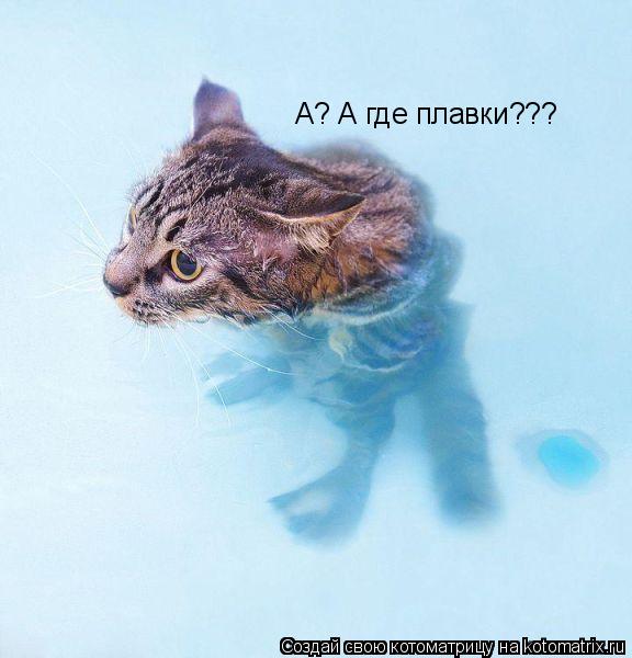А? А где плавки???... Котоматрица: А? А где плавки???