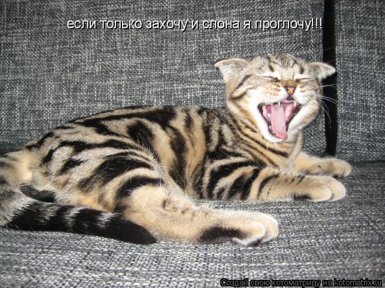 если только захочу и слона я проглочу!!!... Котоматрица: если только захочу и слона я проглочу!!!