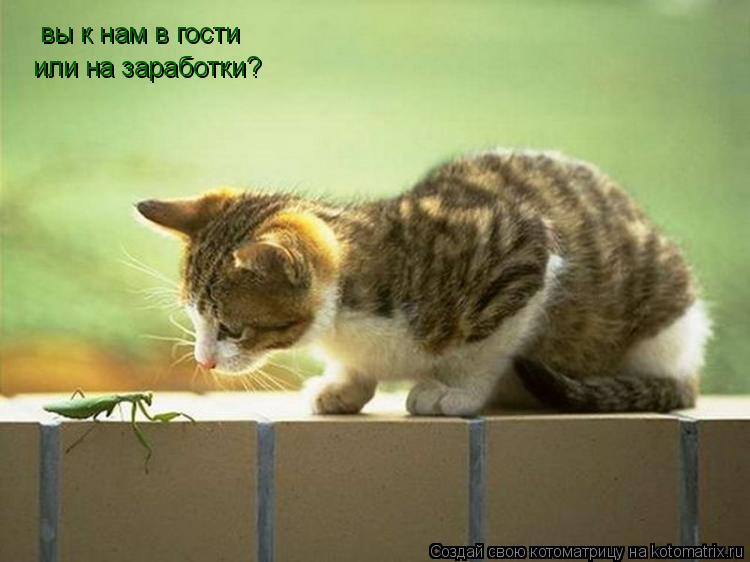 вы к нам в гости или на заработки?... Котоматрица: вы к нам в гости или на заработки?