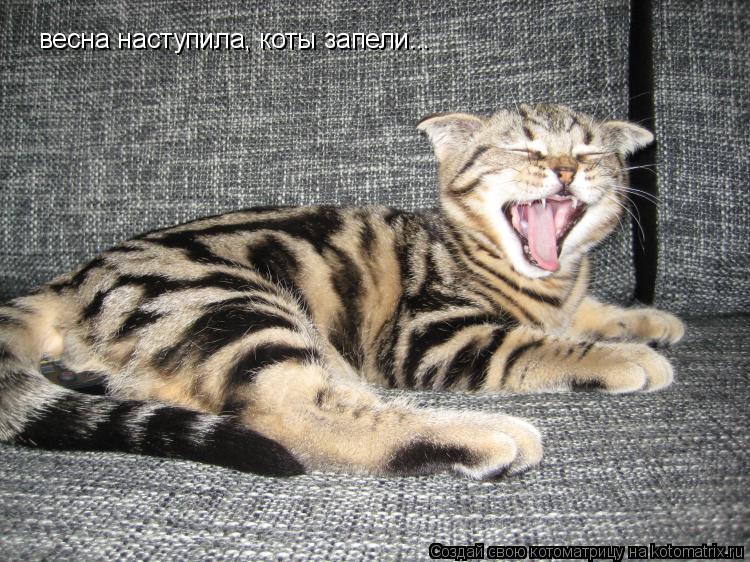 весна наступила, коты запели...... Котоматрица: весна наступила, коты запели...