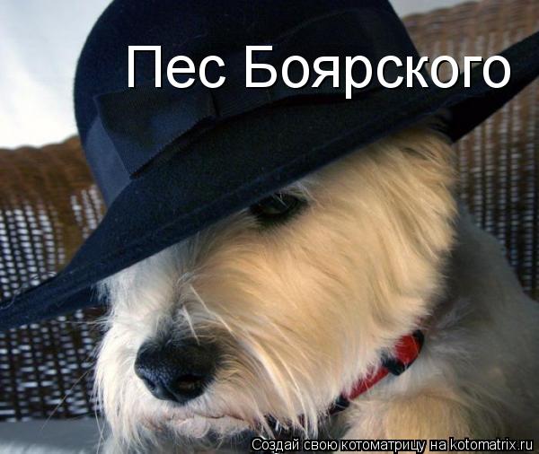 Пес Боярского... Котоматрица: Пес Боярского