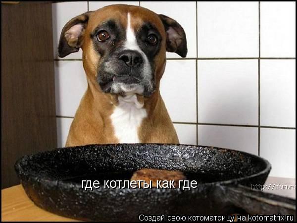 где котлеты как где... Котоматрица: где котлеты как где