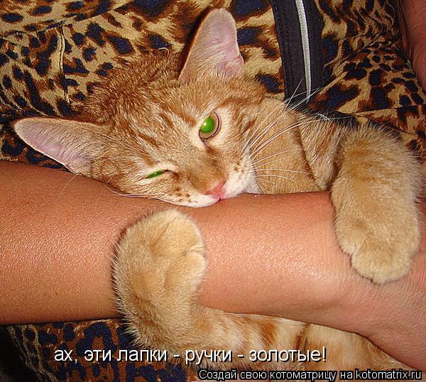 ах, эти лапки - ручки - золотые!... Котоматрица: ах, эти лапки - ручки - золотые!