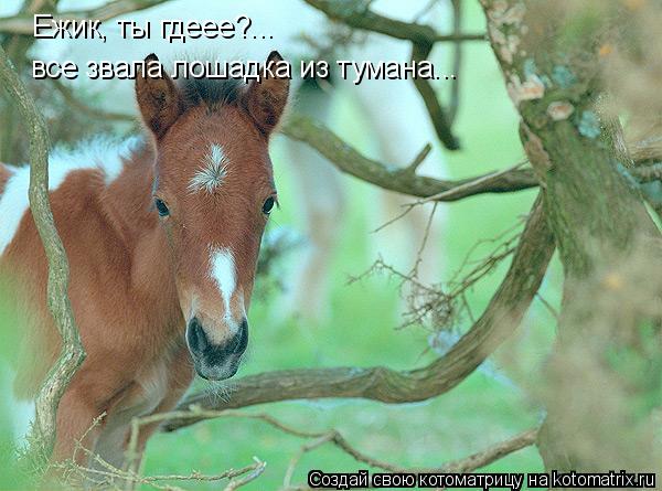 Ежик, ты гдеее?... все звала лошадка из тумана...... Котоматрица: Ежик, ты гдеее?... все звала лошадка из тумана...
