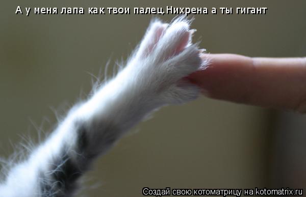 А у меня лапа как твои палец.Нихрена а ты гигант... Котоматрица: А у меня лапа как твои палец.Нихрена а ты гигант
