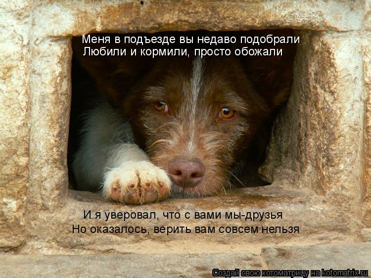Меня в подъезде вы недаво подобрали Любили и кормили, просто обожали И я уверовал, что с вами мы-друз... Котоматрица: Меня в подъезде вы недаво подобрали Любили и кормили, просто обожали И я уверовал, что с вами мы-друзья Но оказалось, верить вам совсем нельз