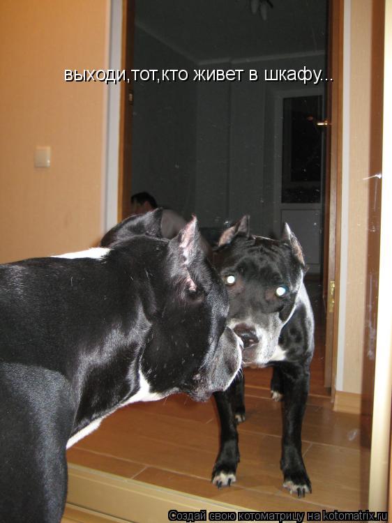 Котоматрица: выходи,тот,кто живет в шкафу...
