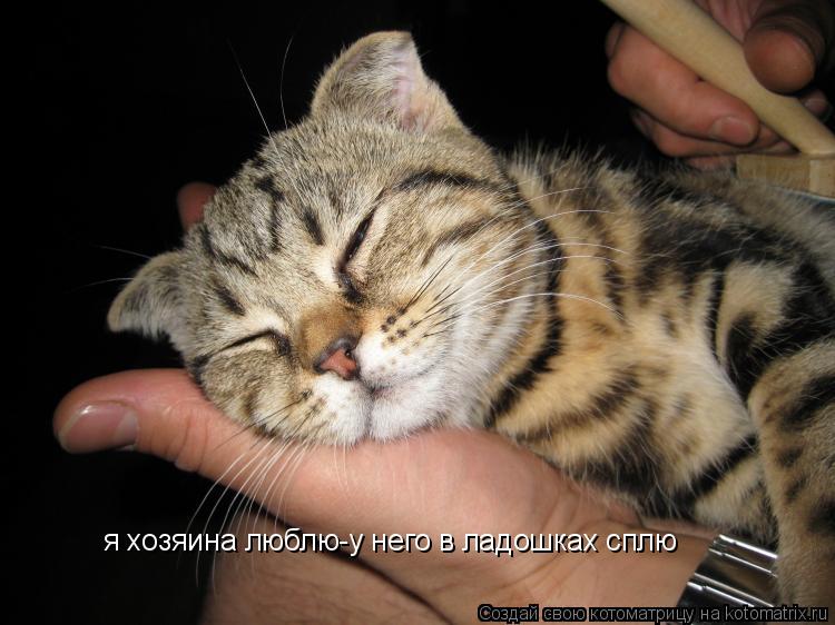 Котоматрица: я хозяина люблю-у него в ладошках сплю