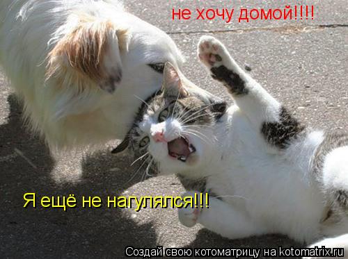 Котоматрица: не хочу домой!!!! Я ещё не нагулялся!!!