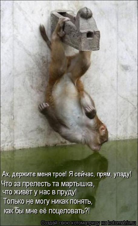 Ах, держите меня трое! Я сейчас, прям, упаду! Что за прелесть та мартышка, что живёт у нас в пруду! Т... Котоматрица: Ах, держите меня трое! Я сейчас, прям, упаду! Что за прелесть та мартышка, что живёт у нас в пруду! Только не могу никак понять, как бы мне её по