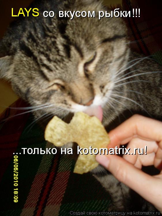 Котоматрица: LAYS со вкусом рыбки!!! ...только на kotomatrix.ru!