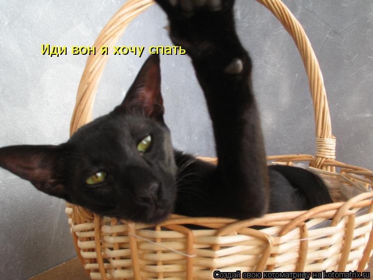 Котоматрица: Иди вон я хочу спать