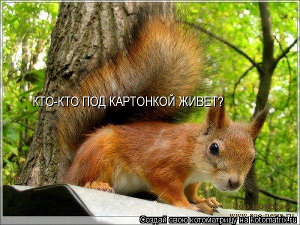 Котоматрица: КТО-КТО ПОД КАРТОНКОЙ ЖИВЕТ?