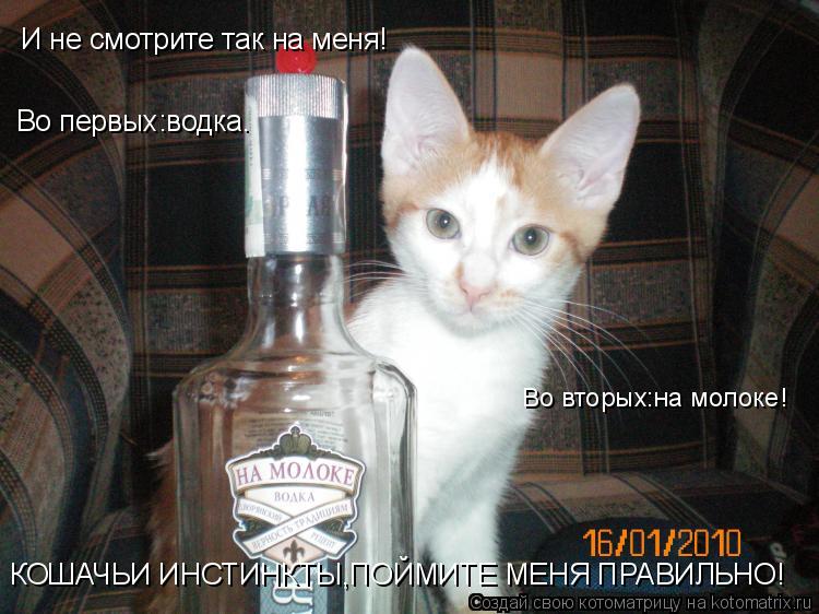 Котоматрица: И не смотрите так на меня! Во первых:водка. Во вторых:на молоке! КОШАЧЬИ ИНСТИНКТЫ,ПОЙМИТЕ МЕНЯ ПРАВИЛЬНО!