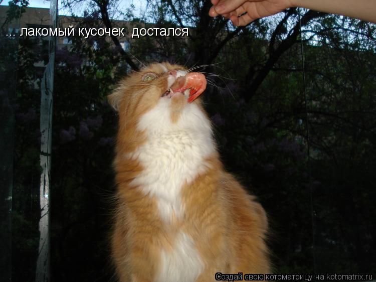 Котоматрица: ... лакомый кусочек  достался