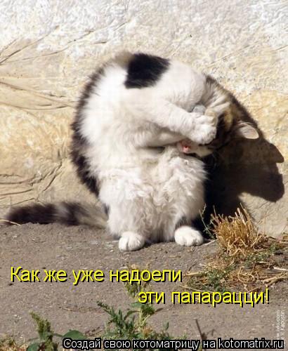 Котоматрица: Как же уже надоели эти папарацци!