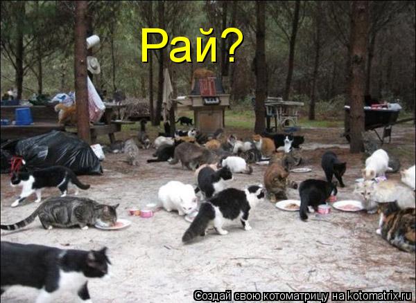 Котоматрица: Рай?