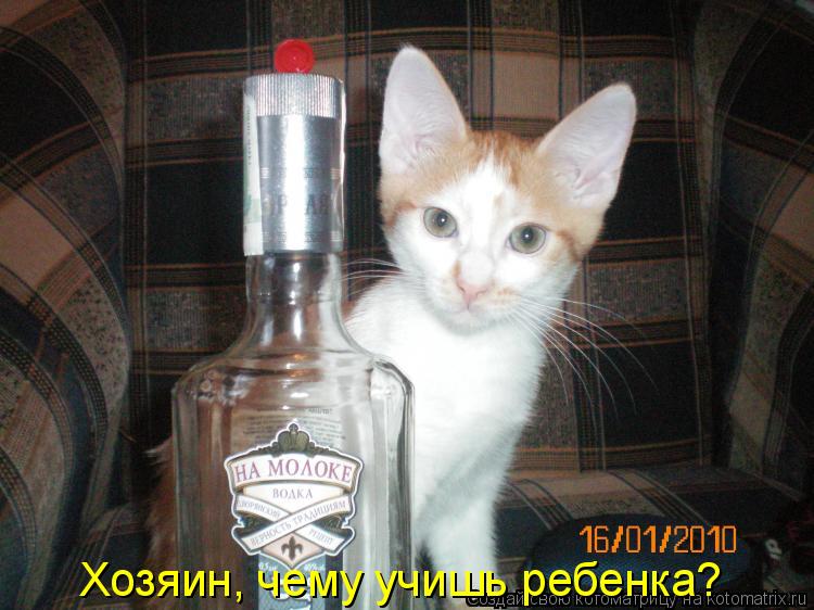 Котоматрица: Хозяин, чему учишь ребенка?