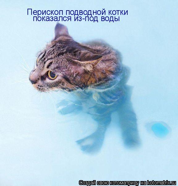 Котоматрица: Перископ подводной котки показался из-под воды