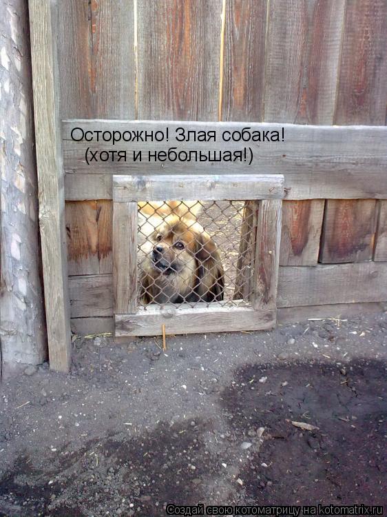 Котоматрица: Осторожно! Злая собака! (хотя и небольшая!)