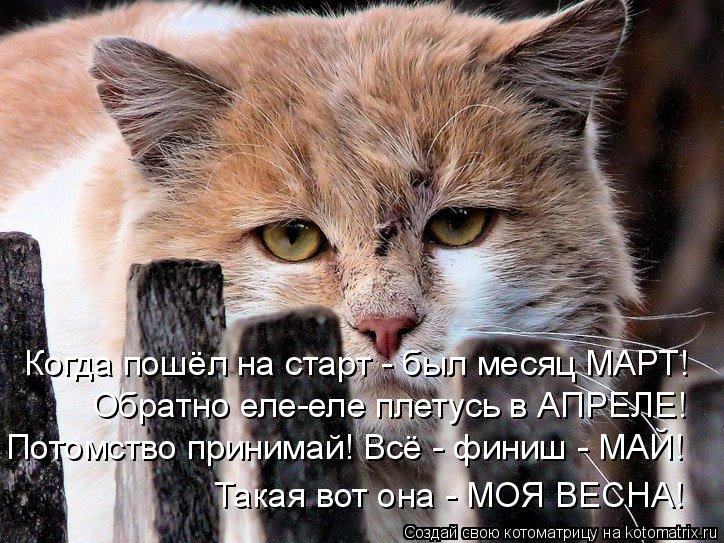 Когда пошёл на старт - был месяц МАРТ! Обратно еле-еле плетусь в АПРЕЛЕ! Потомство принимай! Всё - фи... Котоматрица: Когда пошёл на старт - был месяц МАРТ! Обратно еле-еле плетусь в АПРЕЛЕ! Потомство принимай! Всё - финиш - МАЙ! Такая вот она - МОЯ ВЕСНА!