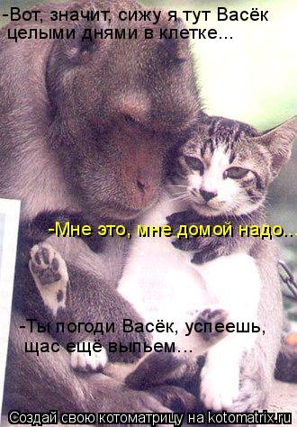Котоматрица: целыми днями в клетке... -Мне это, мне домой надо... -Вот, значит, сижу я тут Васёк -Ты погоди Васёк, успеешь, щас ещё выпьем...
