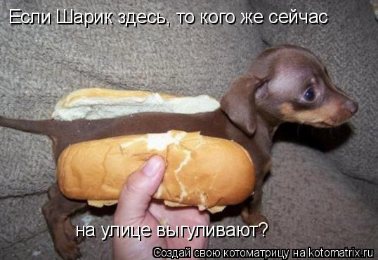 Котоматрица: Если Шарик здесь, то кого же сейчас на улице выгуливают?