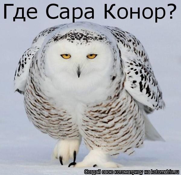 Котоматрица: Где Сара Конор?