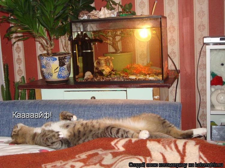 Котоматрица: Кааааайф!