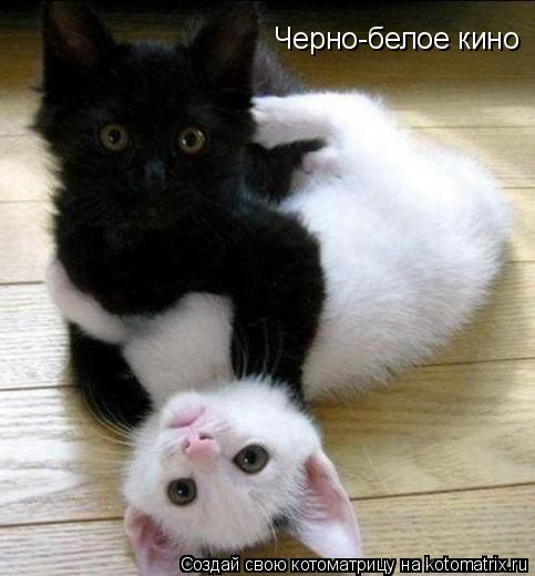 Котоматрица: Черно-белое кино