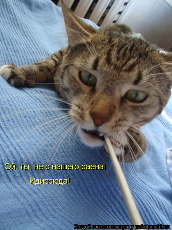 Котоматрица: Эй, ты, не с нашего раёна! Идиссюда!