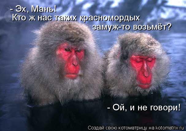 Котоматрица: - Эх, Мань! Кто ж нас таких красномордых замуж-то возьмёт?  - Ой, и не говори!
