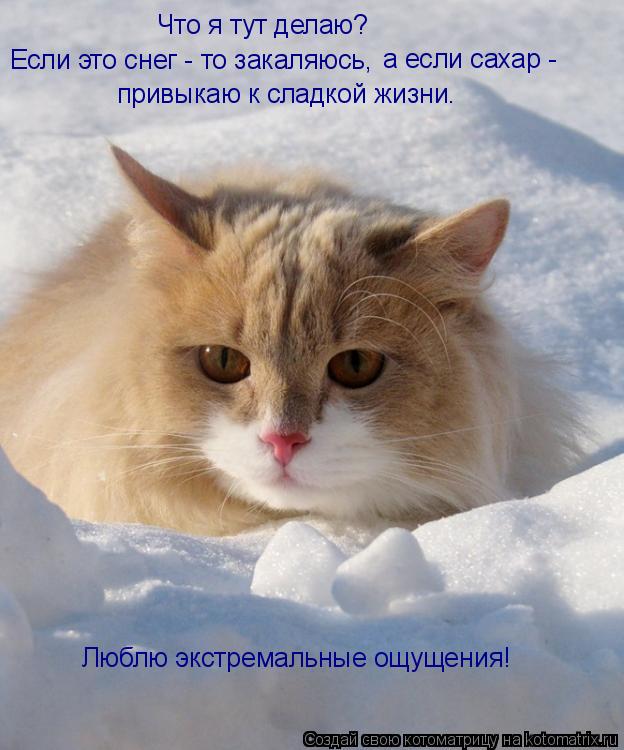 Что я тут делаю? Если это снег - то закаляюсь, а если сахар - привыкаю к сладкой жизни. Люблю экстрем... Котоматрица: Что я тут делаю? Если это снег - то закаляюсь, а если сахар - привыкаю к сладкой жизни. Люблю экстремальные ощущения!