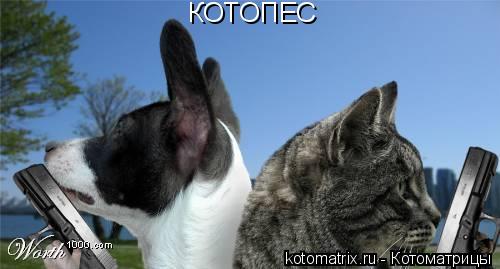 КОТОПЕС... Котоматрица: КОТОПЕС