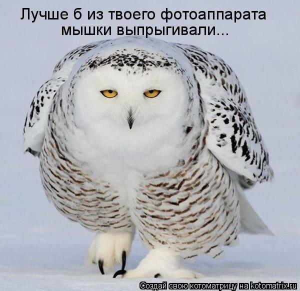 Лучше б из твоего фотоаппарата мышки выпрыгивали...... Котоматрица: Лучше б из твоего фотоаппарата мышки выпрыгивали...