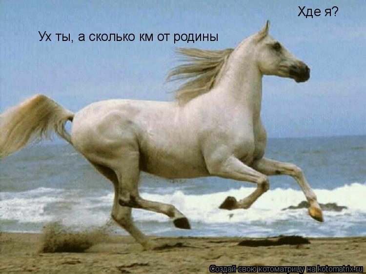 Хде я? Ух ты, а сколько км от родины Хде я?... Котоматрица: Хде я? Ух ты, а сколько км от родины Хде я?