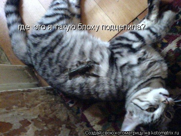 Котоматрица: где  это я такую блоху подцепила?