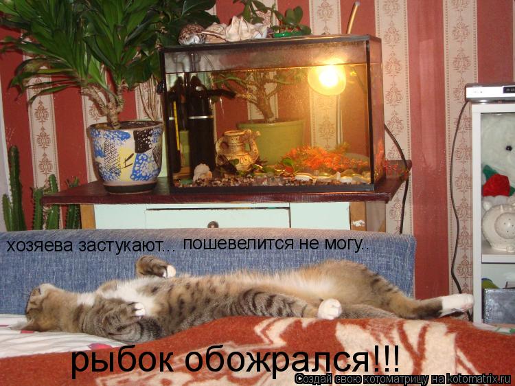 Котоматрица: хозяева застукают... пошевелится не могу.. рыбок обожрался!!!