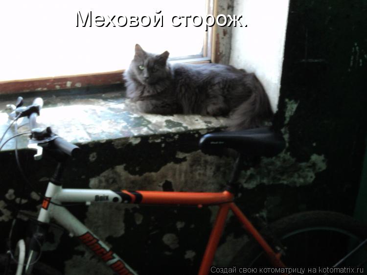 Котоматрица: Меховой сторож.