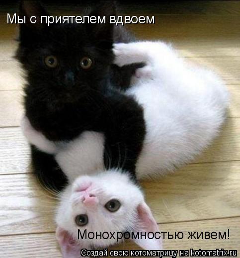 Котоматрица: Мы с приятелем вдвоем Монохромностью живем!
