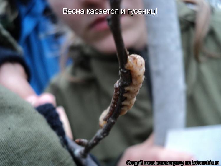 Котоматрица: Весна касается и гусениц!
