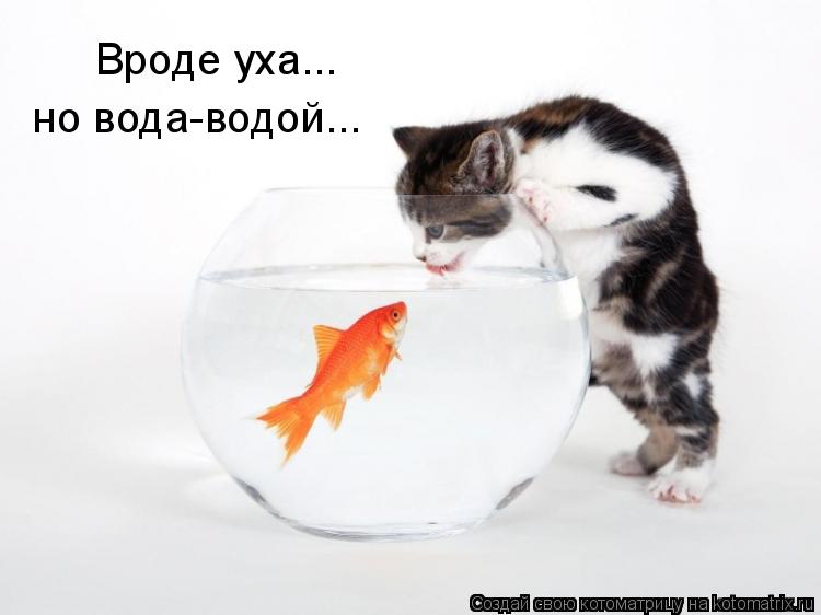Вроде уха... но вода-водой...... Котоматрица: Вроде уха... но вода-водой...