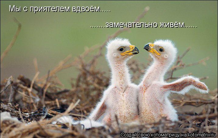 Котоматрица: Мы с приятелем вдвоём..... .......замечательно живём......